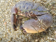 Myomenippe hardwickii