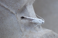 Yponomeuta