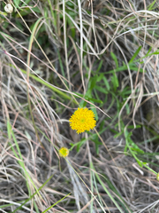 Rutidosis murchisonii