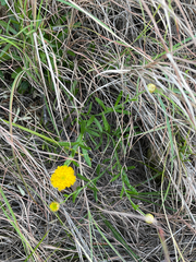 Rutidosis murchisonii