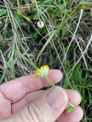 Rutidosis murchisonii