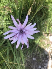 Scorzonera rosea