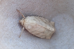 Cosmia trapezina