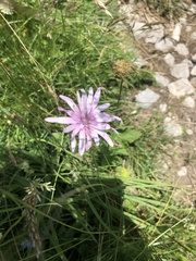 Scorzonera rosea