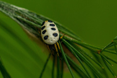 Araneus coccinella