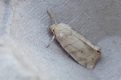 Cosmia trapezina