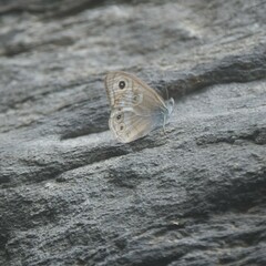 Lasiommata schakra
