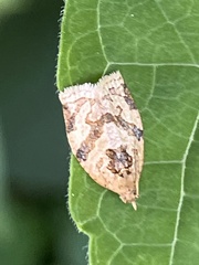 Adoxophyes honmai