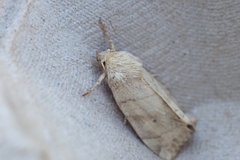 Cosmia trapezina
