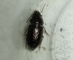 Selenophorus