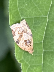 Adoxophyes honmai