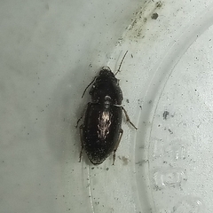 Selenophorus