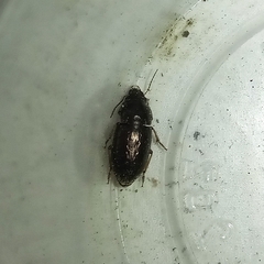 Selenophorus