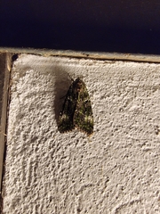 Anaplectoides