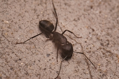 Camponotus japonicus