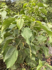 Acalypha angatensis