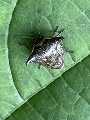 Alcimocoris japonensis