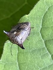 Alcimocoris japonensis