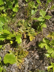 Sceptridium robustum