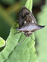 Alcimocoris japonensis
