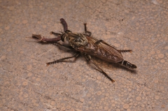 Asilidae
