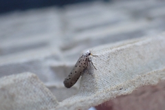 Yponomeuta
