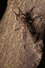 Asilidae