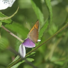 Lycaena phlaeas