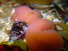 Aplidium solidum