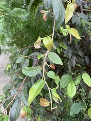 Ficus pumila awkeotsang
