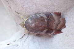 Noctua janthina
