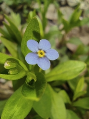 Memoremea scorpioides