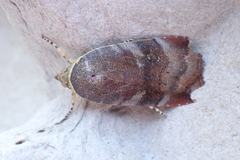 Noctua janthina
