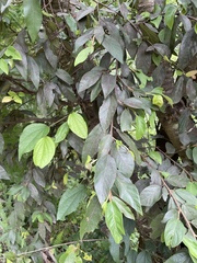 Ficus pumila awkeotsang