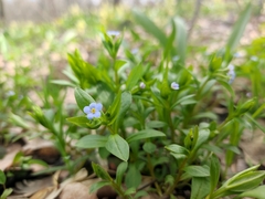 Memoremea scorpioides