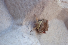 Noctua janthina