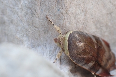 Noctua janthina