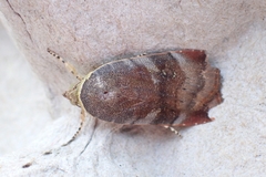 Noctua janthina