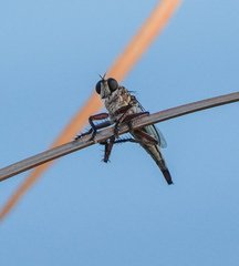 Proctacanthus gracilis