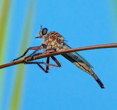 Proctacanthus gracilis