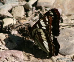 Limenitis weidemeyerii × lorquini