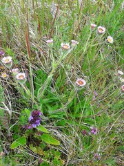 Erigeron borealis