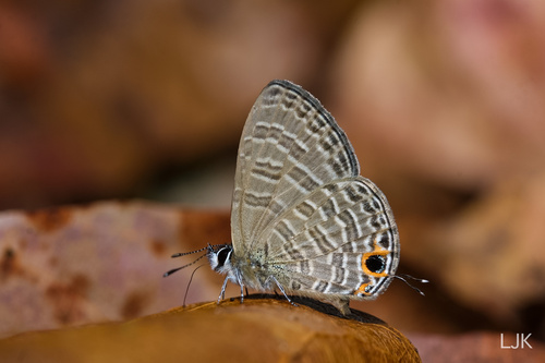 Nacaduba berenice (Herrich-Schäffer, 1869)