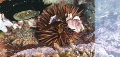 Heliocidaris