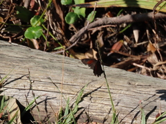 Cassionympha cassius