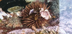 Heliocidaris