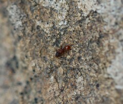 Tetramorium fuscipes