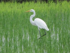 Ardea alba