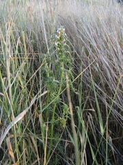 Leonurus glaucescens