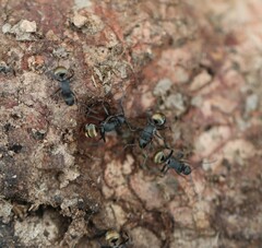 Polyrhachis tubifera